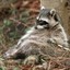 Chubby coon