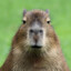 ^Capybara