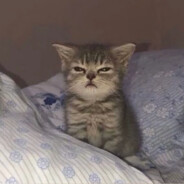 我要练沙鹰呜呜呜