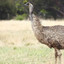 Ethan the Emu