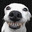 DeDAWG