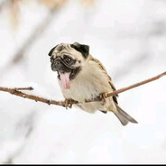 Ветроградарь Кре