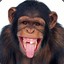 Ape with tongue