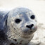 Seal (cool)