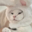 MoCat