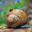 die kleine Schnecke