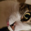 CAT's avatar