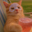 Chill Cat