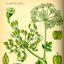 Silphium Boner Pills