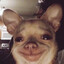 Dog_is_cute