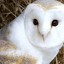 AjaxTheBird