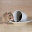 ratinglory