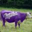 I LOVE MILKA KUH