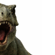 Rex avatar