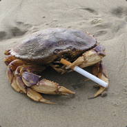 Common_Crab