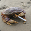 Common Crab
