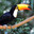toucanfan