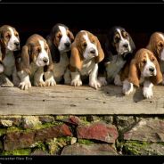 Renata- APARECEU A MARGARIDA,ol