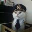 Admiral Cat