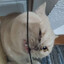 Angry Persian Feline
