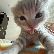 rami