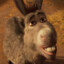 Donkey