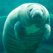 MANatee