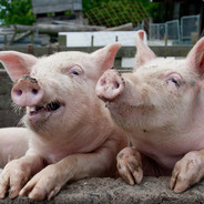 棋怪--博学小霸王