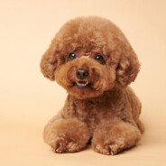 发现女友是T含泪格调为爱做P