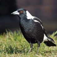 cHOPPER.GoLD(); - steam id 76561197960511733