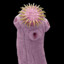 Thomas the Tapeworm