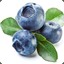 Blueberry