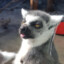 Stoned Lemur