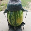 Harbuz