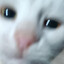 Cat on acid