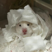 超级飞侠总部潜入人员