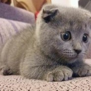 池塘边的小蝌蚪