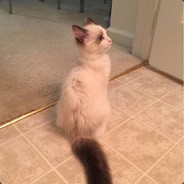 国服底级自由人