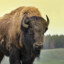 Friend-Shaped Bison