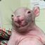 Rufus the Naked Mole Rat