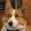 BaByCorGi