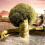 BROCOLI DURO