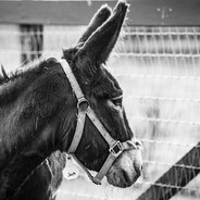 韭菜盒子只吃三分熟