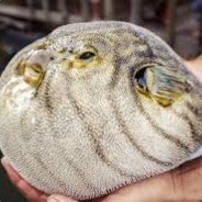 Fugu