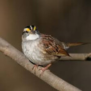 white-throated sparrow