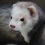 Le Furet