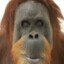 Orangutangas