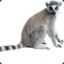 ☛Lemur☚