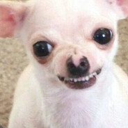 𝘚𝘵𝘪𝘯𝘥𝘦𝘳