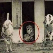 5nap - steam id 76561199661441694